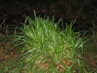 Carex pendula Huds., Carex, Juncia