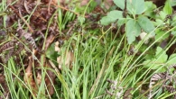 Carex pilulifera 3