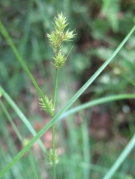 Carex remota L., La cespitosa