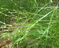 Carex remota L., La cespitosa 4
