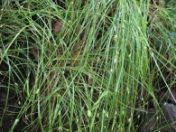 Carex remota L., La cespitosa 3