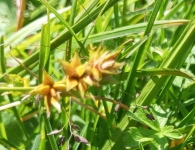 Carex spicata Huds. Cárice espigada.