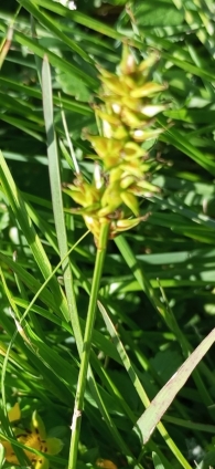 Carex spicata Huds. Cárice espigada. 2
