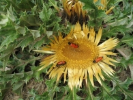Carlina acanthifolia All., Flor del Sol, Eguzkilore, Carlina 2