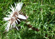 Carlina acaulis subsp. caulescens. Eguzkilore.