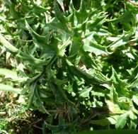 Carlina acaulis subsp. simplex (Waldst. & Kit.) Nyman. Eguzkilore. 2