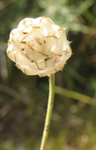 Catananche caerulea L., Hierba cupido, Flor de papel 2