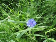 Centaurea cyanus L., Aciano, Azulejo, Aldiza, Flor celeste 2