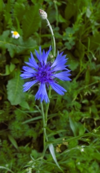 Cyanus segetum Hill, antes Centaurea cyanus L. Aciano, Azulejo.