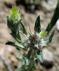 Centaurea melitensis L, Abrepuños. 5