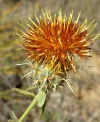 Centaurea x polimorpha Lag.