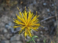 Centaurea ornata 3
