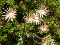 Centaurea scabiosa L., Centáurea mayor. 3