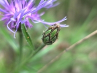 Centaurea triumfetti 2