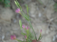Centaurium pulchellum (Swartz) Druce, Centáurea menor.