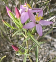 Centaurium triphyllum (W. L. E.. Schmidt) Melderis, Centaurium quadrifolium L., Hiel de la tierra 3