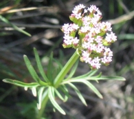 Centranthus calcitrapae (L.) Dufr., Valeriana espa�ola.