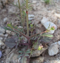 Centranthus calcitrapae (L.) Dufresne subsp. calcitrapae 8