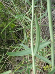 Centranthus lecoqii Jord.,Centranthus angustifolius subsp. lecoquii, Milamores de hoja estrecha. 3