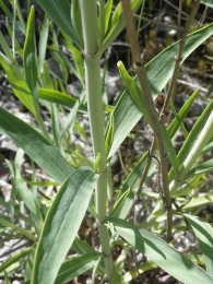 Milamores-Centranthus lecoqii 2
