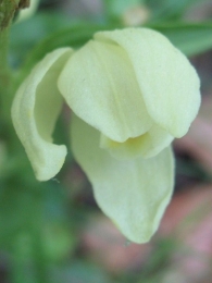 Cephalanthera damasonium. (Mill.) Druce. 2