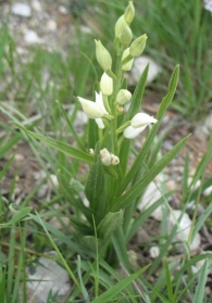 Cephalanthera longifolia (L.) Fritsch. Cefalantera de hoja larga