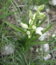 Cephalanthera longifolia (L.) Fritsch. Cefalantera de hoja larga 4