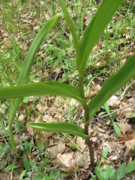 Cephalanthera rubra (L.) Rich., Cefalantera roja