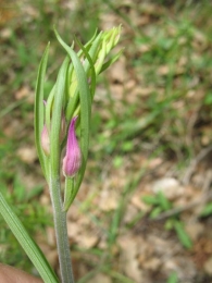 Cephalanthera rubra (L.) Rich., Cefalantera roja 2