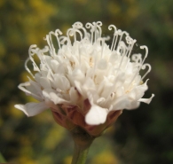 Cephalaria leucantha (L.) Roem. & Schultes, Scabiosa leucantha L., Escabiosa blanca.