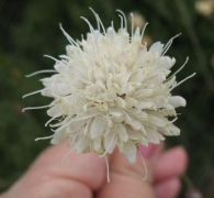 Cephalaria leucantha (L.) Roem. & Schultes, Scabiosa leucantha L., Escabiosa blanca