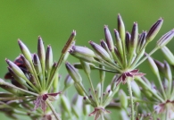 Chaerophyllum temulum 5