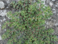 Euphorbia maculata L.,  Euphorbia supina Raf. 2
