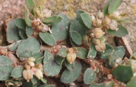 Chamaesyce maculata