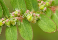 Chamaesyce prostrata