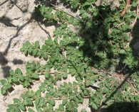 Chamaesyce serpens (Kunth) Small., Euphorbia rastrera, Hierba meona