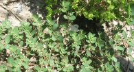 Chamaesyce serpens (Kunth) Small., Euphorbia rastrera, Hierba meona 4