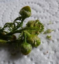 Matricaria discoidea DC.,Chamomila suaveolens (Pursh) Rydb., Artemisia matricarioides. Manzanilla sin pétalos 4