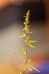 Chenopodium polyspermum Cenizo de muchas semillas 2