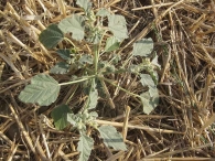 Tornasol
