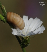 Cichorium intybus L. 2