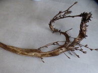 Cichorium intybus L. Achicoria de raí­z. PLANTA CON FASCIACIÓN