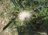 Cirsium eriophorum (L.) Scop., Cardo lanudo. ALBINO