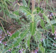 Cirsium flavispina Boiss. ex DC., Cirsium pyrenaicum (Jacq.) All. 7