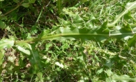 Cirsium flavispina Boiss. ex DC., Cirsium pyrenaicum (Jacq.) All.