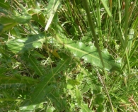 Cirsium flavispina Boiss. ex DC., Cirsium pyrenaicum (Jacq.) All. 5