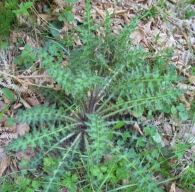 Cirsium palustre (L.) Scop., Cardo de los pantanos. 3
