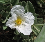 Cistus albidus L., Jara blanca, Estepa blanca. Ejemplar ALBINO