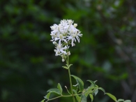 Clematis recta