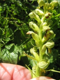 Coeloglossum viride (L.) Hartm., Dactylorhiza viridis (L.) R.M. 2